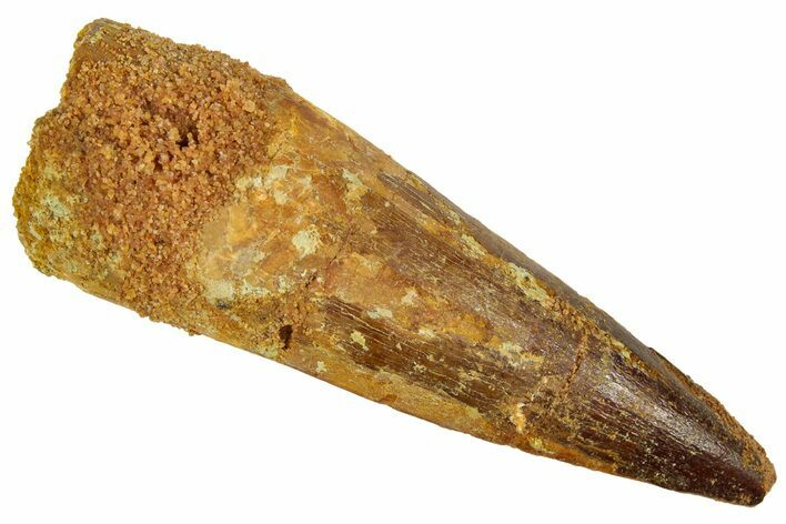 Bargain, Spinosaurus Tooth - Real Dinosaur Tooth #192048